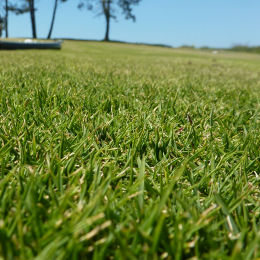 Hierba de la Mascarenas, Zoysia